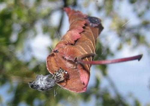 Parasteatoda lunata