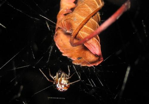 Réf. 13 722 : Parasteatoda lunata