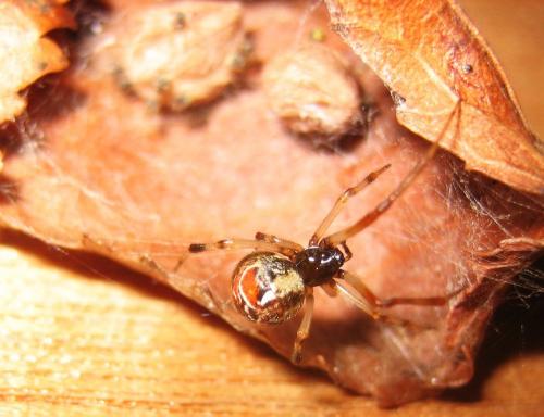 Parasteatoda lunata
