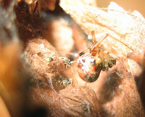 Parasteatoda lunata