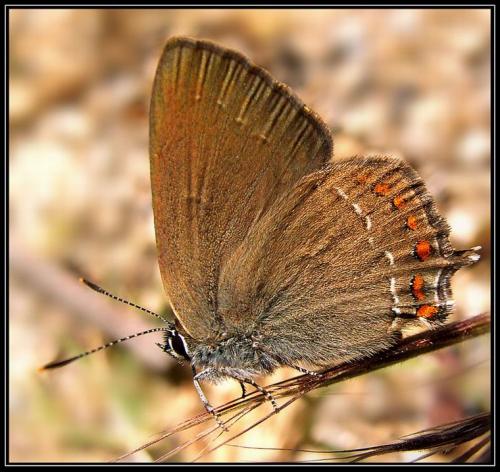 Réf. 13 116 : Satyrium esculi