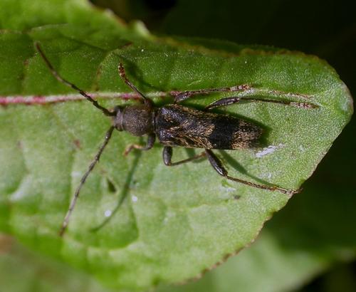 Réf. 13 657 : Anaglyptus gibbosus