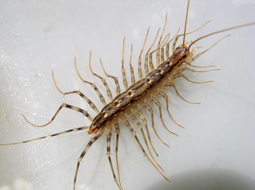 Réf. 13 110 : Scutigera coleoptrata