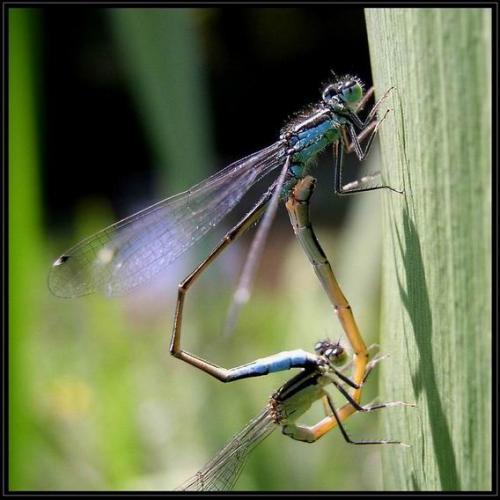 Ischnura elegans
