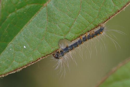 Lasiocampa quercus