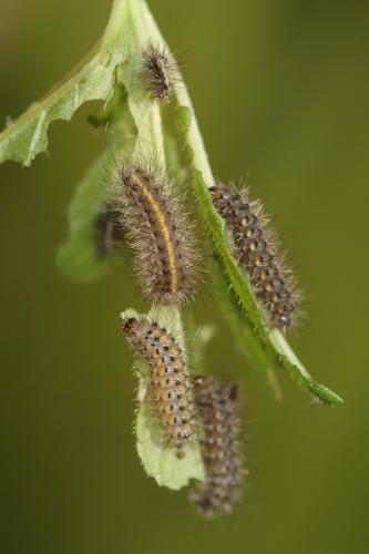 Phragmatobia fuliginosa