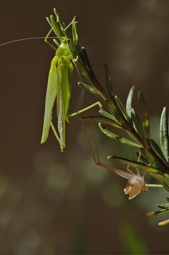 Phaneroptera sp.