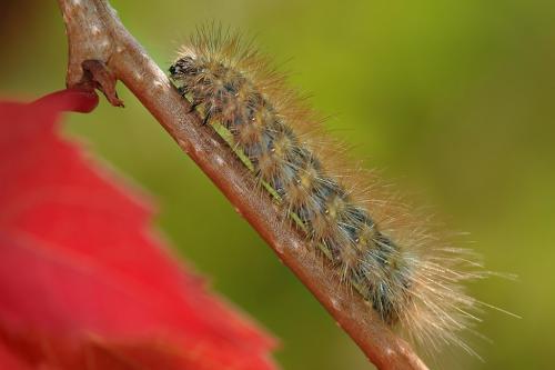 Phragmatobia fuliginosa
