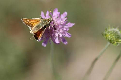Ochlodes sylvanus