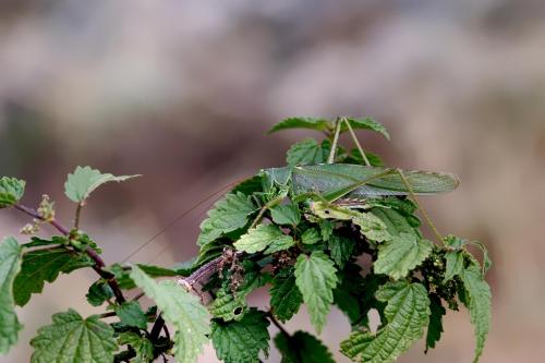 Tettigonia viridissima