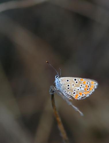 Plebejus sp.