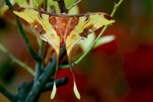 Actias maenas