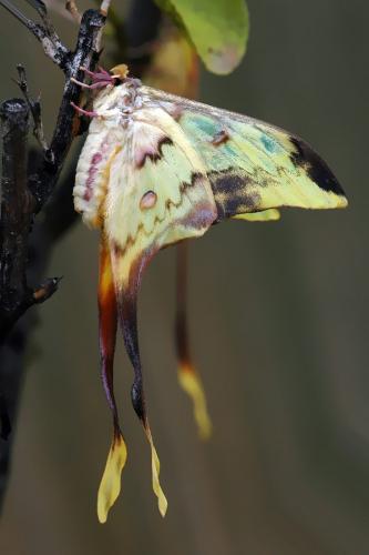 Actias maenas