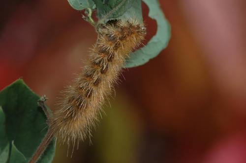 Phragmatobia fuliginosa