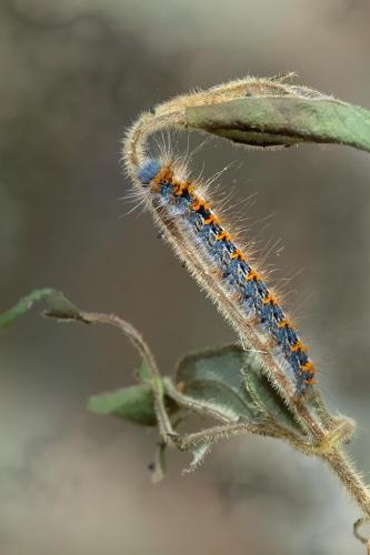 Lasiocampa quercus