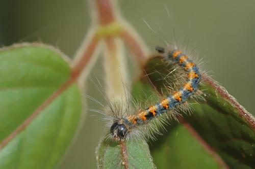 Réf. 13 273 : Lasiocampa quercus