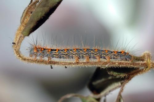 Lasiocampa quercus