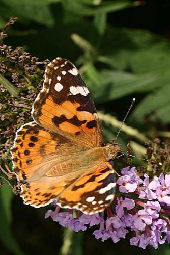Vanessa cardui