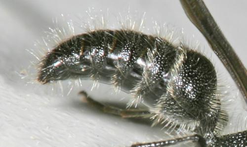 Réf. 13 456 : Smicromyrme sp.