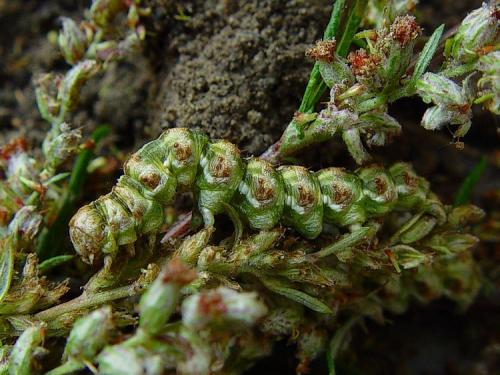 Réf. 13 108 : Cucullia absinthii