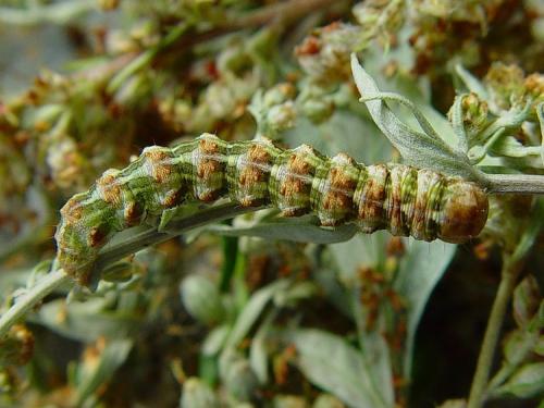 Réf. 13 109 : Cucullia absinthii