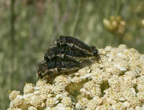 Acmaeoderella flavofasciata