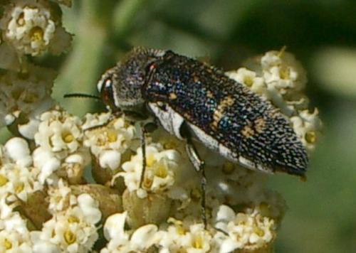 Acmaeoderella flavofasciata