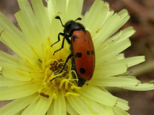Actenodia billbergi