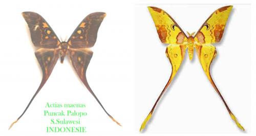 Actias maenas