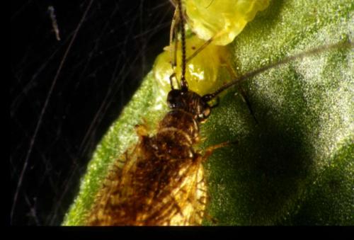Psectra diptera