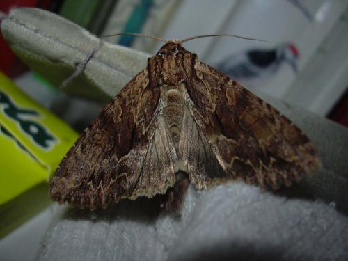 Apamea monoglypha
