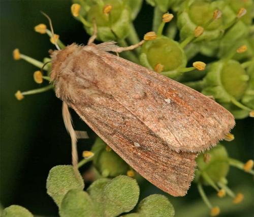 Réf. 13 790 : Mythimna albipuncta