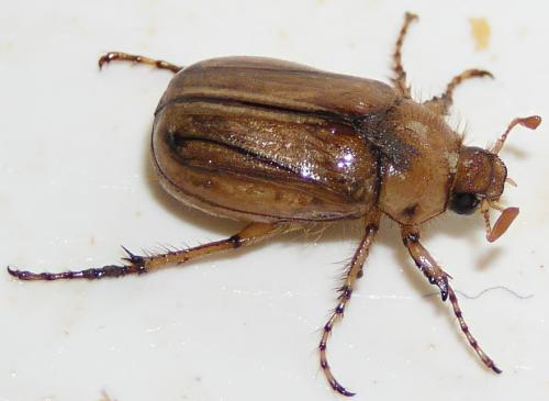 Réf. 13 023 : Rhizotrogus marginipes