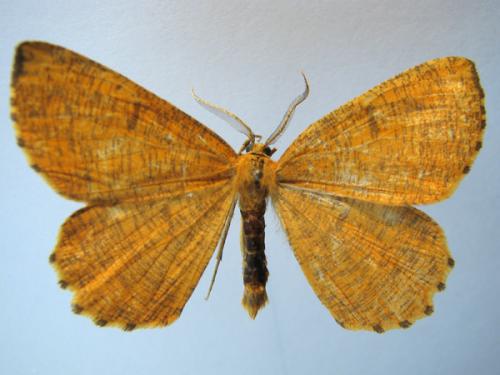 Réf. 13 352 : Angerona prunaria