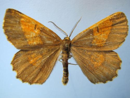Réf. 13 354 : Angerona prunaria