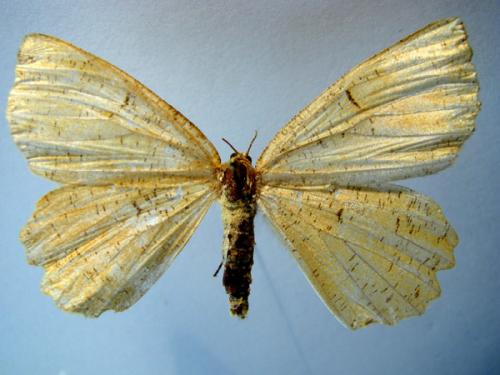 Réf. 13 353 : Angerona prunaria
