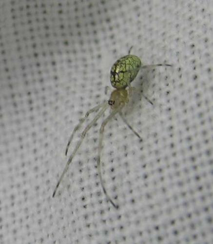 Tetragnatha sp.