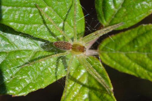 Dolomedes sp.