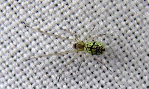 Tetragnatha sp.