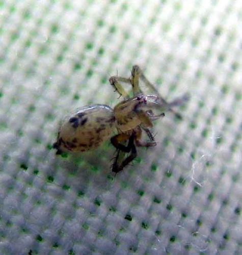 Anyphaena accentuata