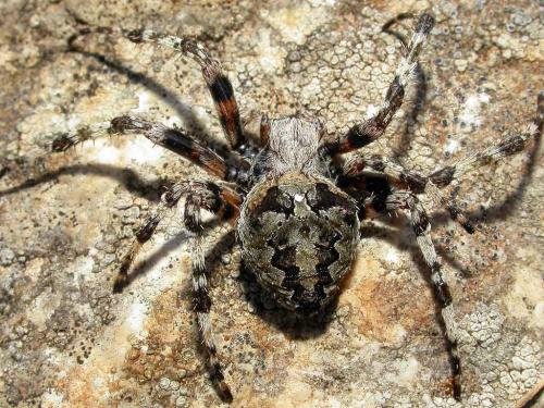 Araneus angulatus