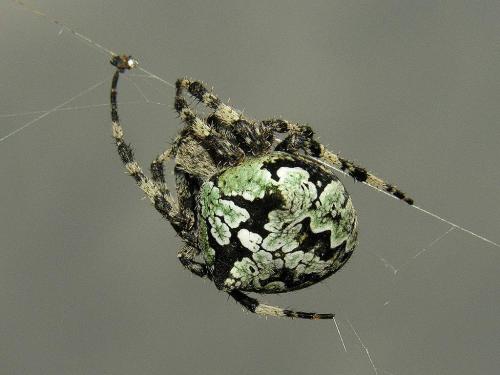 Réf. 13 603 : Araneus sp.