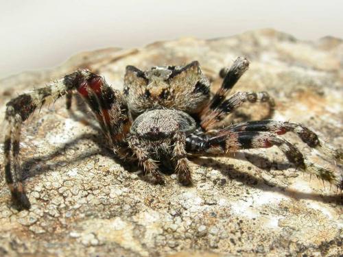 Araneus angulatus