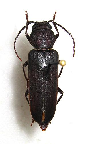 Arhopalus ferus