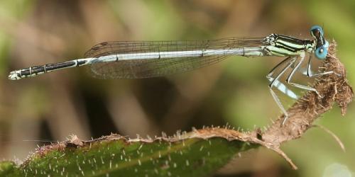Platycnemis latipes