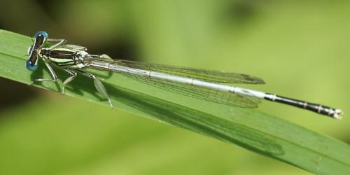 Platycnemis latipes