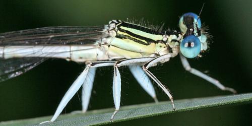 Platycnemis latipes
