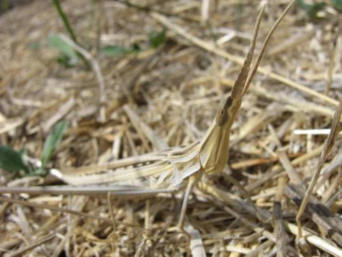 Réf. 13 147 : Acrida ungarica mediterranea