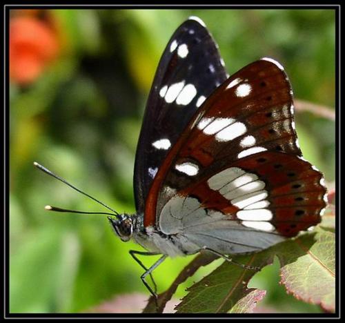 Limenitis reducta