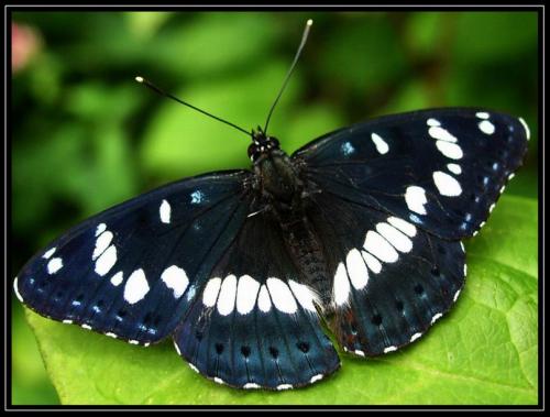 Limenitis reducta